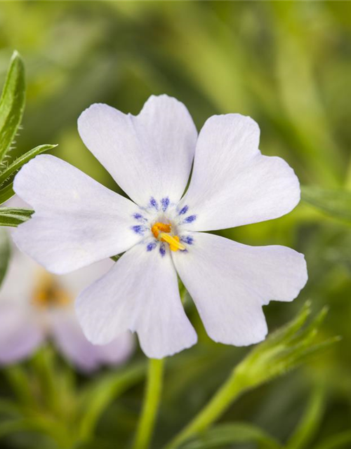 Phlox subulata Emerald Cushion Blue