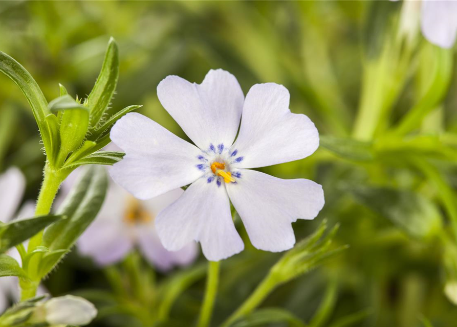 Phlox subulata Emerald Cushion Blue