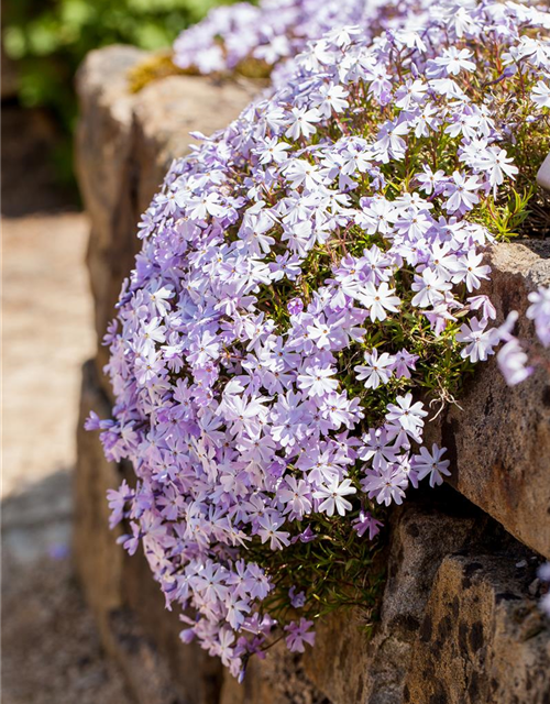 Phlox subulata Emerald Cushion Blue