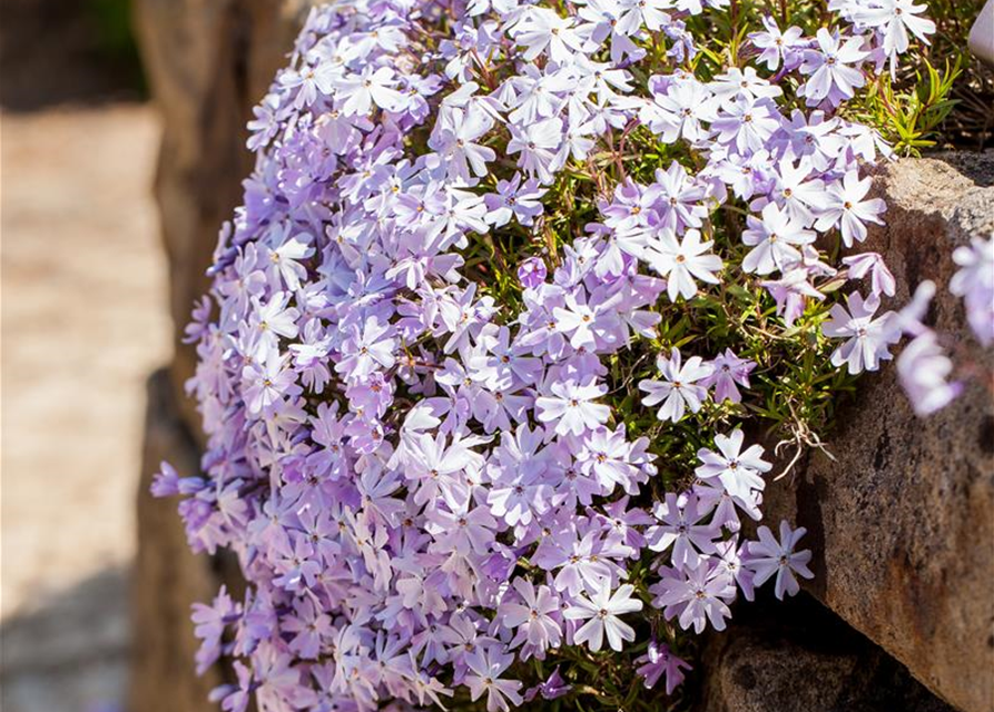 Phlox subulata Emerald Cushion Blue