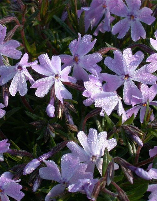 Phlox subulata Emerald Cushion Blue