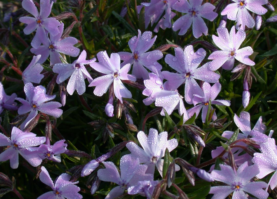 Phlox subulata Emerald Cushion Blue