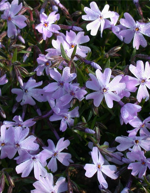 Phlox subulata Emerald Cushion Blue