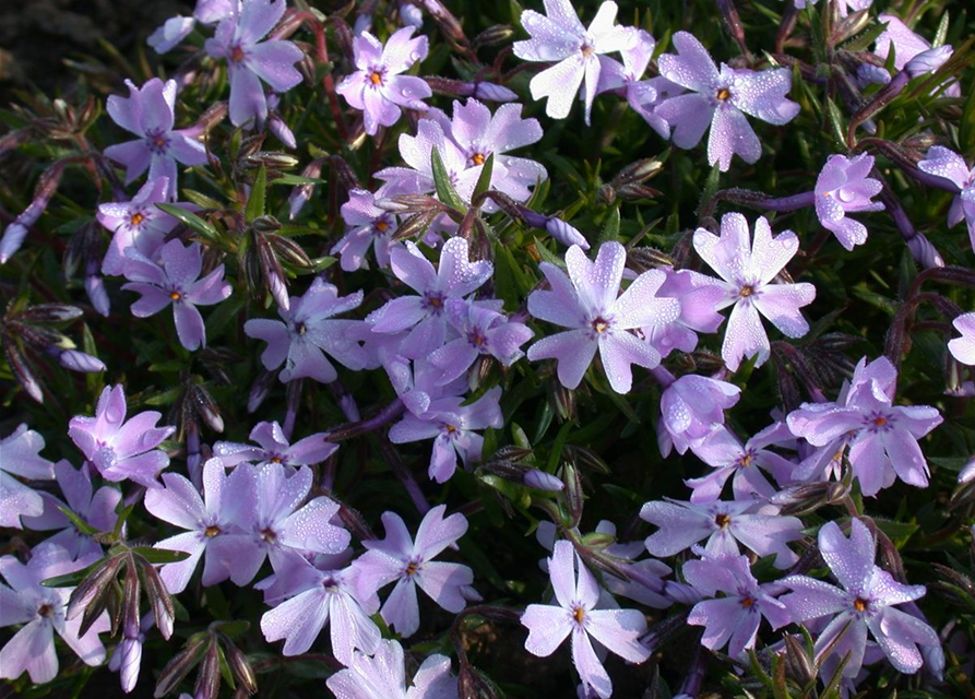 Phlox subulata Emerald Cushion Blue