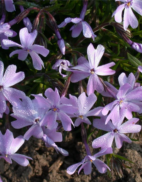 Phlox subulata Emerald Cushion Blue