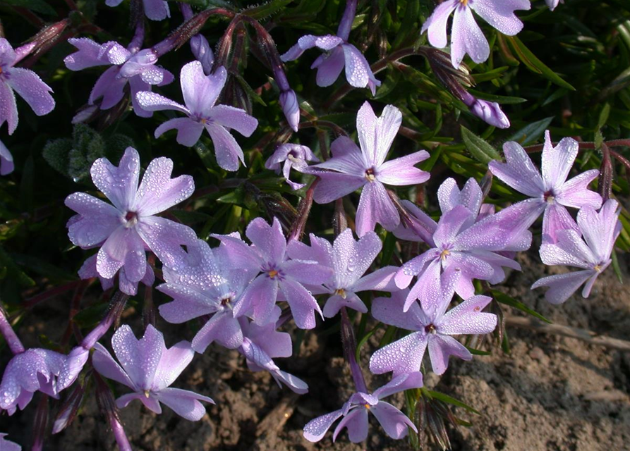 Phlox subulata Emerald Cushion Blue