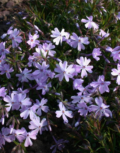 Phlox subulata Emerald Cushion Blue