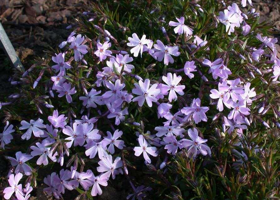 Phlox subulata Emerald Cushion Blue