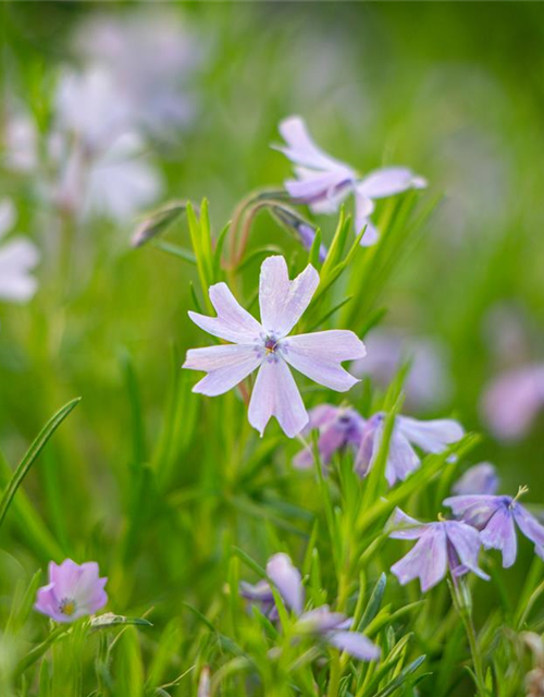 Phlox subulata Emerald Cushion Blue