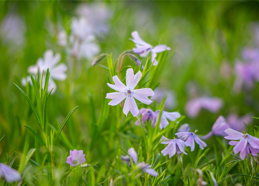 Phlox subulata Emerald Cushion Blue