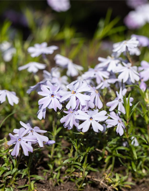 Phlox subulata Emerald Cushion Blue