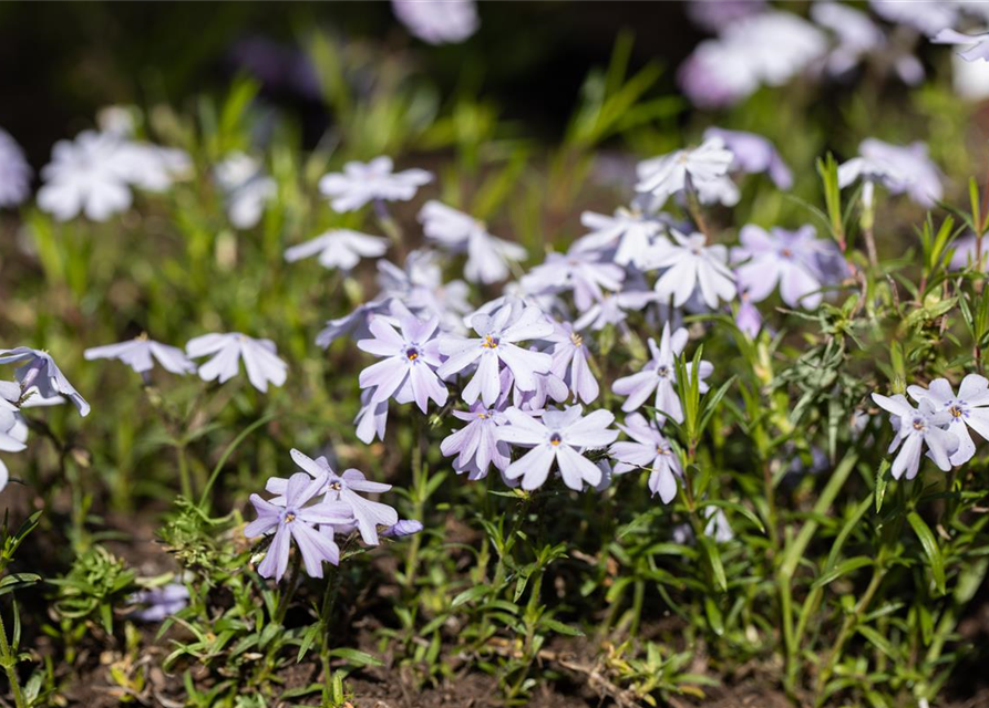 Phlox subulata Emerald Cushion Blue