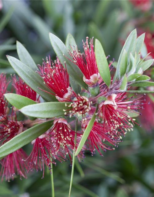 Callistemon citrinus