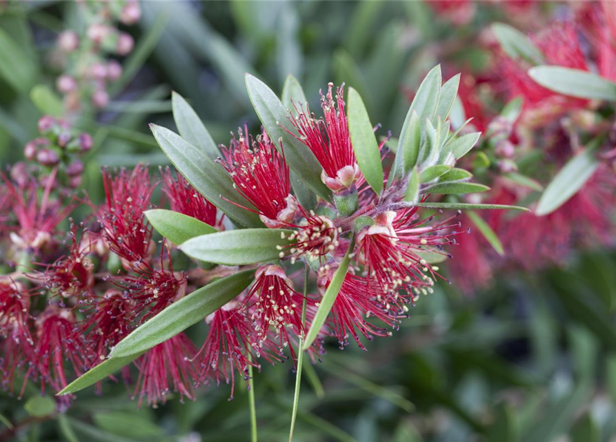 Callistemon citrinus