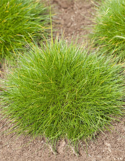 Festuca gautieri Teddybär