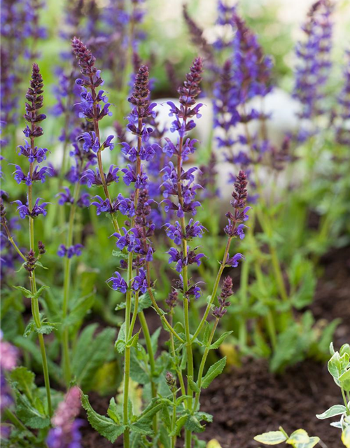 Salvia nemorosa Ostfriesland