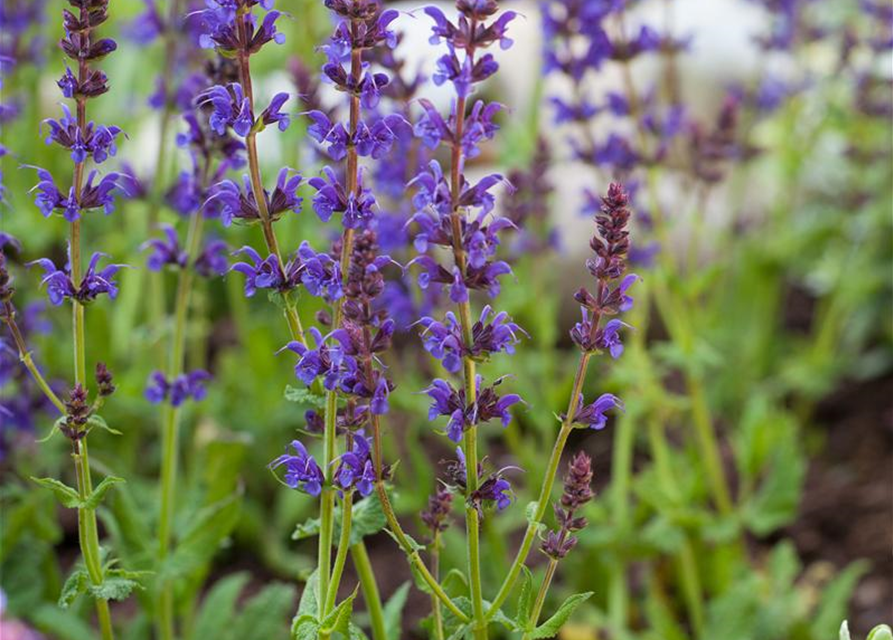 Salvia nemorosa Ostfriesland