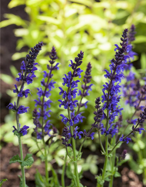 Salvia nemorosa Ostfriesland