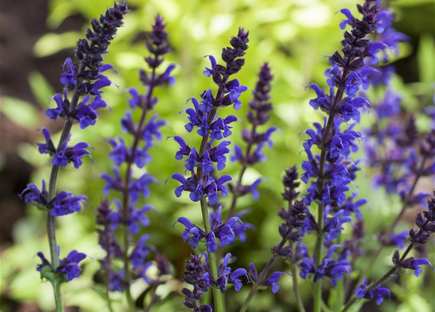 Salvia nemorosa Ostfriesland