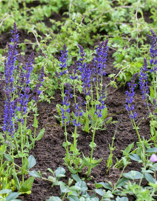 Salvia nemorosa Ostfriesland