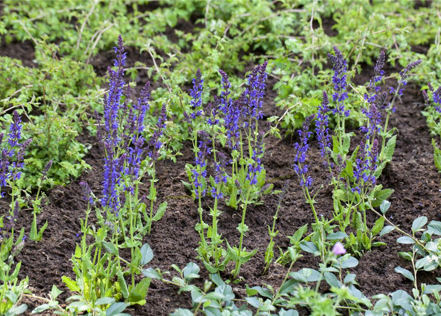 Salvia nemorosa Ostfriesland