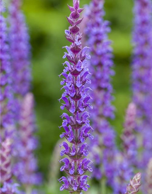 Salvia nemorosa Ostfriesland