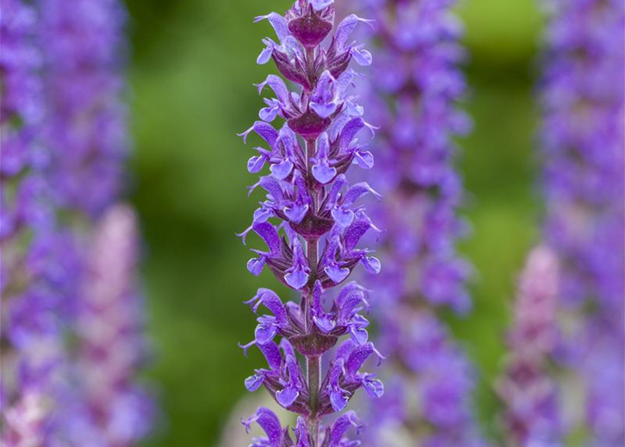 Salvia nemorosa Ostfriesland