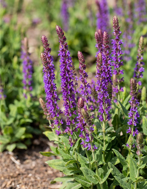 Salvia nemorosa Ostfriesland