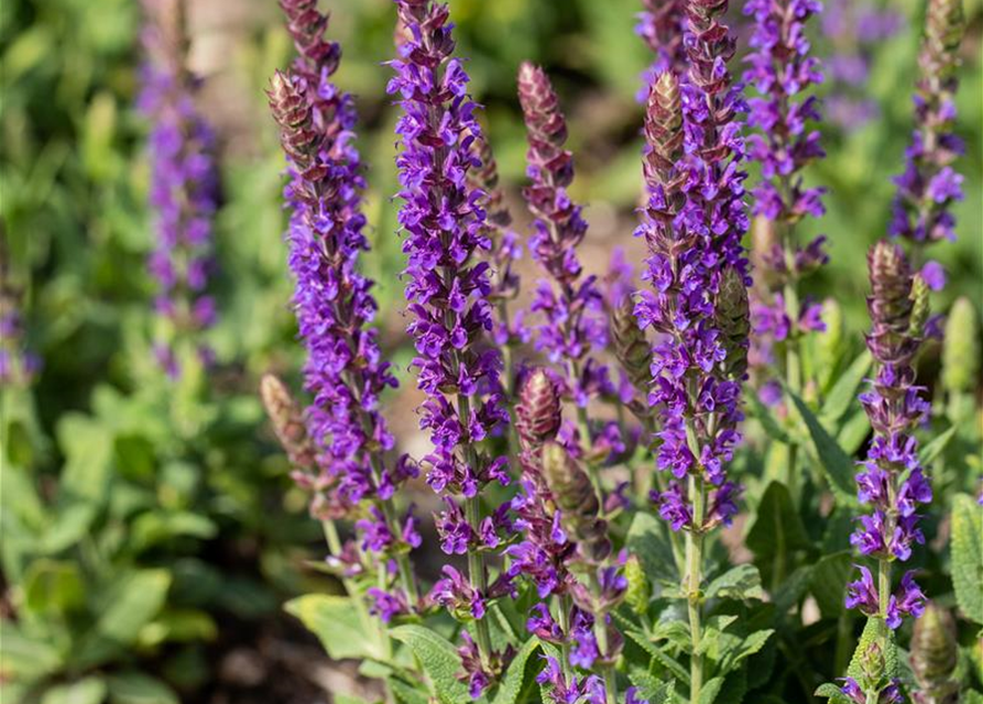 Salvia nemorosa Ostfriesland