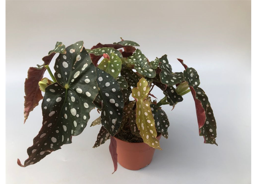 Begonia maculata Serat. Wing