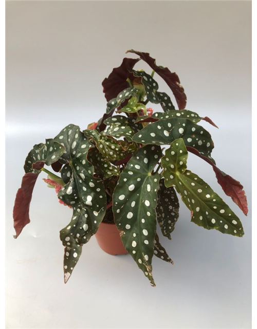 Begonia maculata Serat. Wing