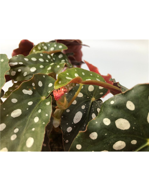 Begonia maculata Serat. Wing