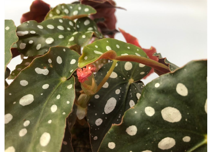 Begonia maculata Serat. Wing