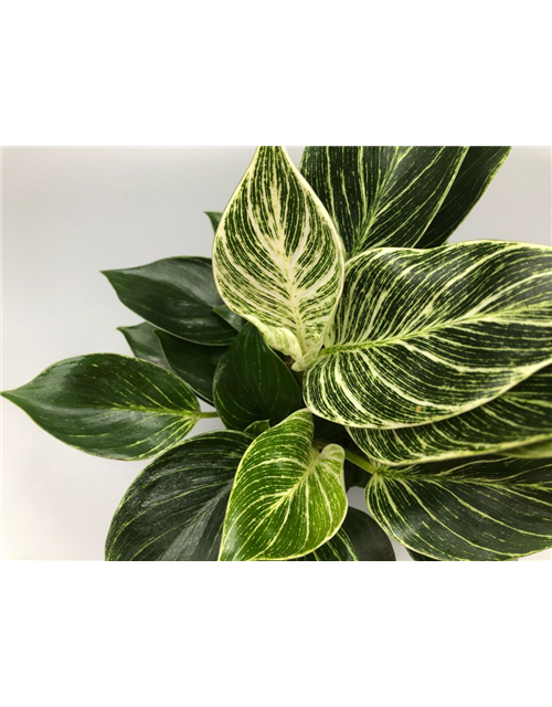 Philodendron hybride White Measure