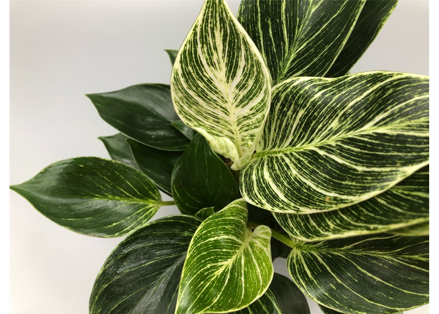 Philodendron hybride White Measure