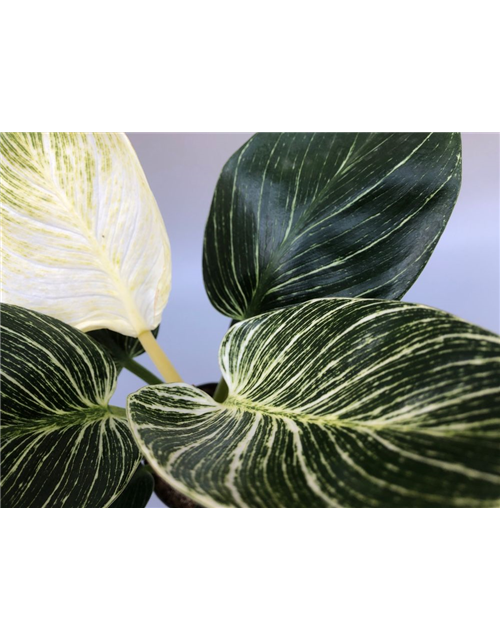 Philodendron hybride White Measure