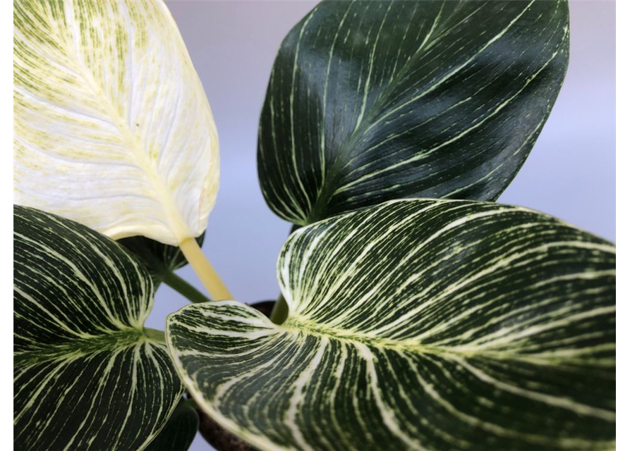 Philodendron hybride White Measure