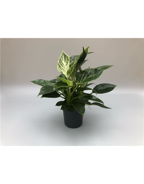 Philodendron hybride White Measure