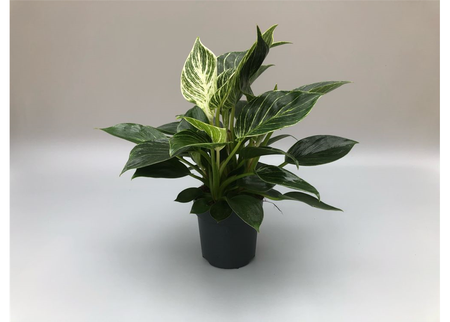 Philodendron hybride White Measure