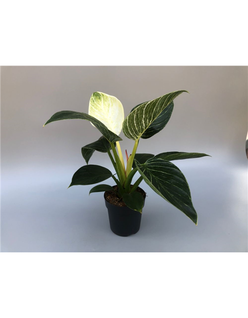 Philodendron hybride White Measure