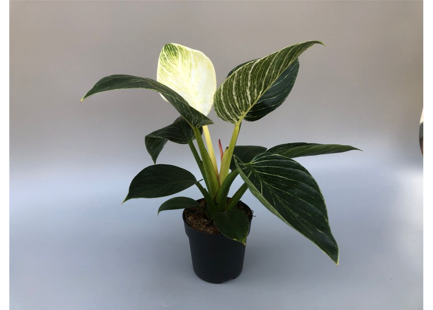 Philodendron hybride White Measure