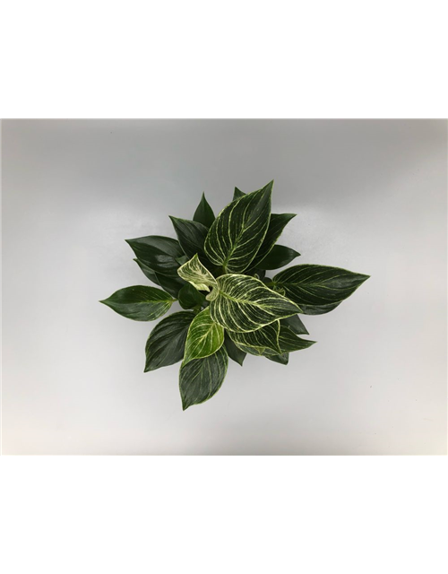 Philodendron hybride White Measure