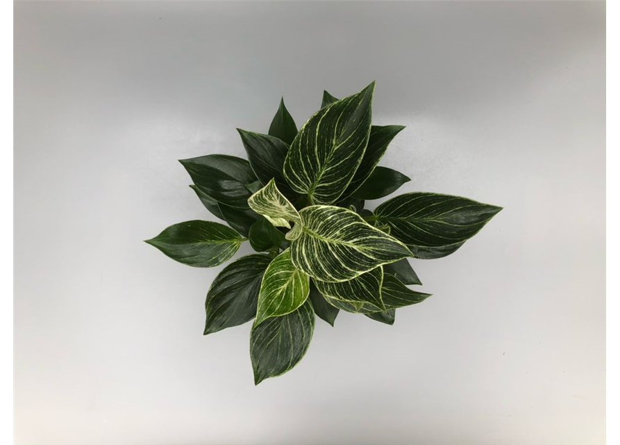 Philodendron hybride White Measure