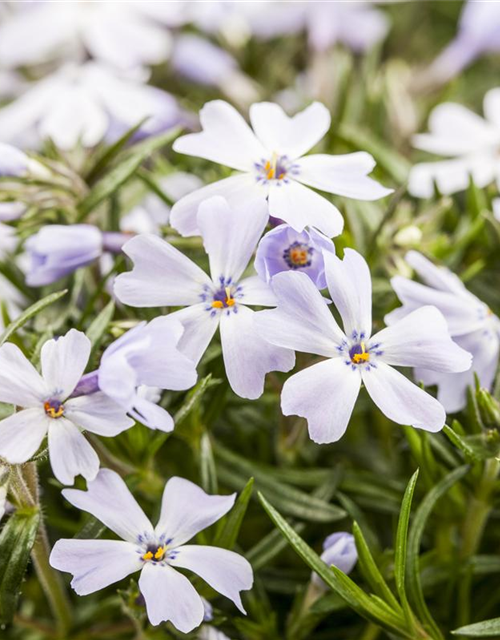 Phlox subulata White Delight