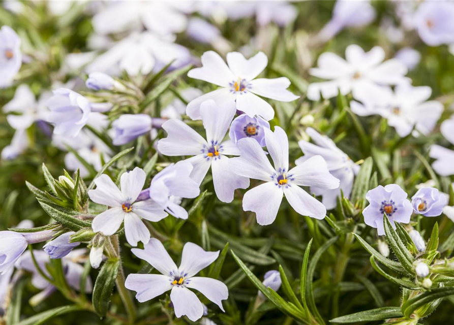 Phlox subulata White Delight