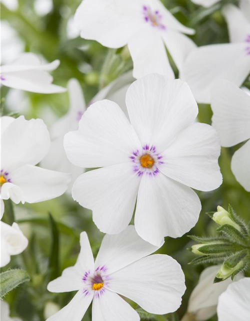 Phlox subulata White Delight