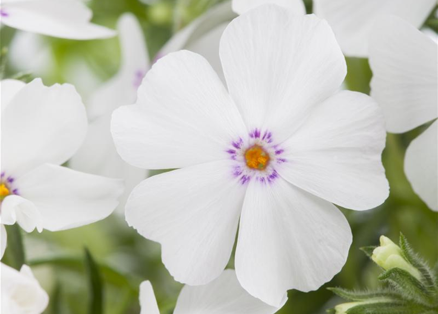 Phlox subulata White Delight