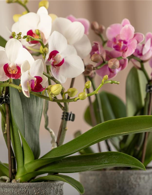 Phalaenopsis Midi