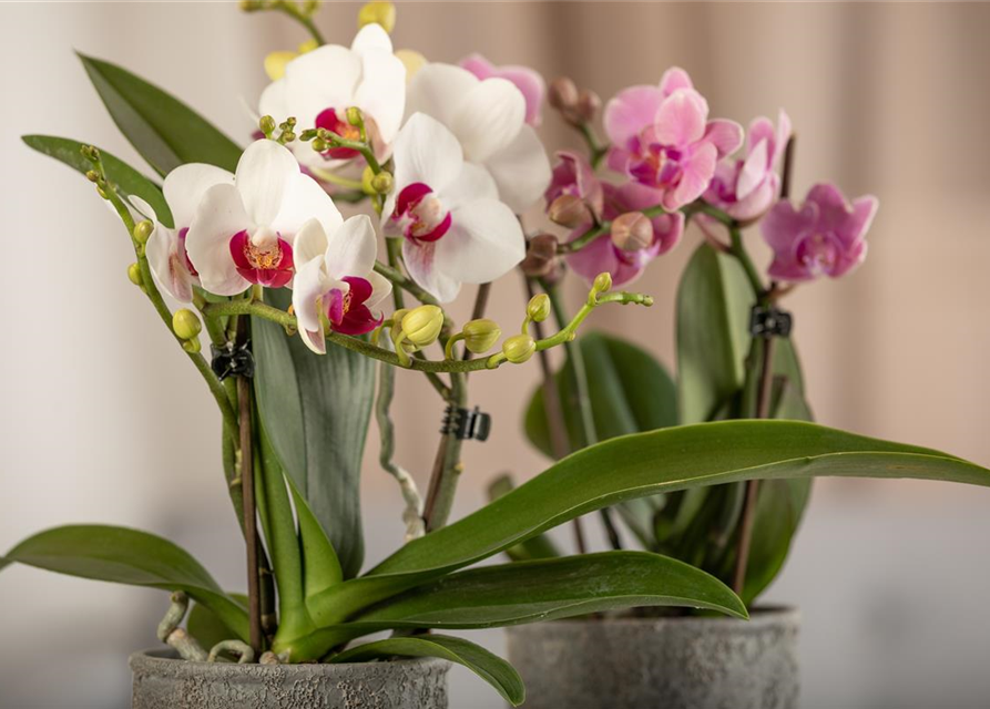 Phalaenopsis Midi