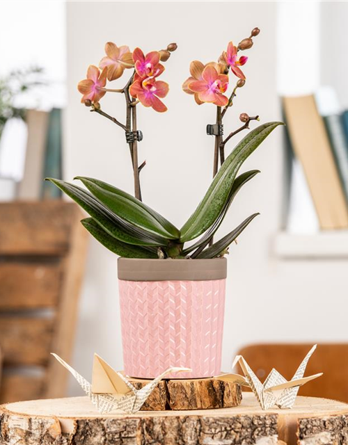 Phalaenopsis Midi